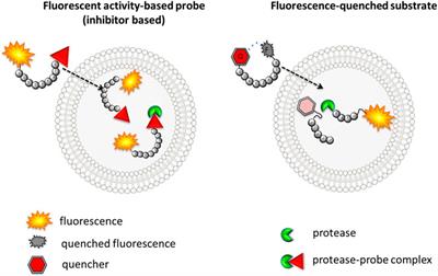 Peptidyl Activity-Based Probes for Imaging Serine Proteases